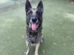 Adopt BEANIE BOY a German Shepherd Dog