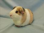 Adopt BERNARD a Guinea Pig