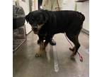 Adopt DEXTER a Rottweiler