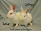 Adopt DUNLOP a Bunny Rabbit