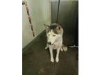 Adopt JESSIE a Siberian Husky