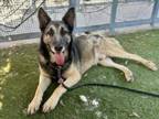 Adopt NEZOOK a German Shepherd Dog