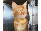 Adopt TIGER a Domestic Short Hair