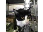 Adopt TANGO a Domestic Short Hair