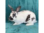 Adopt WALTER a Bunny Rabbit