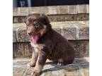 Australian Shepherd Puppy for sale in Wrightsville, GA, USA