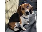 Adopt Cyrano de Bergerac a Beagle