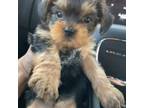 Yorkie puppy