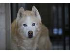 Adopt Tarek a Siberian Husky