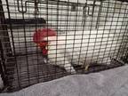 Adopt PAUL a Chicken