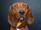 Adopt DIESEL a Redbone Coonhound