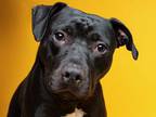 Adopt RAMBO a Pit Bull Terrier