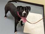 Adopt KYLO a Pit Bull Terrier
