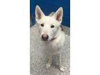 Adopt Archer a Siberian Husky