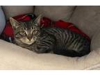 Adopt Mr. Addy a Tabby