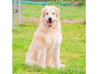 Adopt Smokey a Yellow Labrador Retriever, Golden Retriever