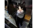 Adopt Dino a Domestic Short Hair