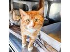 Adopt Crush a Domestic Short Hair