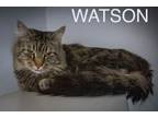 Adopt Watson: DLH (FCID# 03/11/2024 - 59 Trainer) a Domestic Long Hair, Tabby