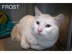 Adopt Frost (FCID# 03/05/2024 - 44 Trainer) a Domestic Short Hair