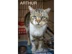 Adopt Arthur (FCID# 02/29/2024 - 16 Trainer) C a Tabby