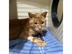 Adopt Chestnut Tiger a Domestic Short Hair