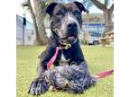 Adopt Jostar a Mixed Breed