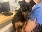 Adopt SNOOPY a Miniature Pinscher, Rat Terrier