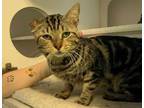 Adopt KODA a Domestic Short Hair