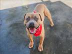 Adopt TROY a Pit Bull Terrier, Mixed Breed