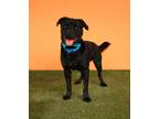 Adopt MAX a Labrador Retriever