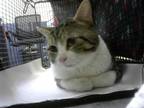 Adopt REMY a Domestic Short Hair