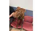 Adopt MOCHA a Vizsla, Mixed Breed