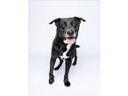 Adopt ONYX a Labrador Retriever, Mixed Breed