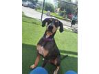 Adopt BOOMERANG a Catahoula Leopard Dog