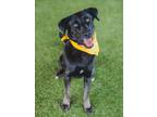 Adopt MULLY a German Shepherd Dog, Labrador Retriever