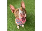 Adopt CHASE a Bull Terrier, Mixed Breed