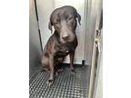 Adopt RAMON a Labrador Retriever, Mixed Breed