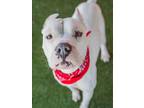 Adopt CUPID a Dogo Argentino, Mixed Breed