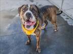 Adopt KEN a Mastiff, Mixed Breed