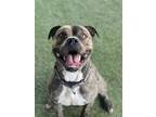 Adopt RUSTY a Boxer, Mixed Breed