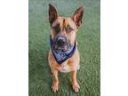 Adopt GAGE a German Shepherd Dog, Mixed Breed