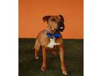 Adopt BISCOCHO a Rhodesian Ridgeback