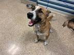 Adopt OLIVER a German Shepherd Dog, Mixed Breed
