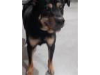 Adopt RUBIN a Rottweiler, Mixed Breed