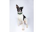 Adopt VINNY a Terrier, Boston Terrier