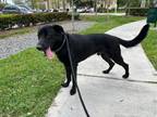 Adopt THUNDER a Labrador Retriever