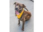 Adopt VICTOR a Mastiff