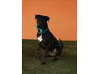 Adopt SHADOW a Rottweiler, Mixed Breed