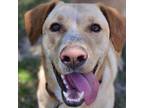 Adopt Malcom a Spaniel, Yellow Labrador Retriever
